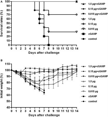 Enhancing Immune Response and Heterosubtypic Protection Ability of Inactivated H7N9 Vaccine by Using STING Agonist as a Mucosal Adjuvant